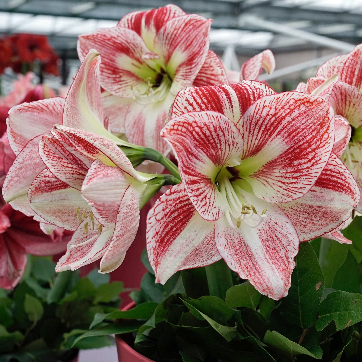 Amaryllis Spotted Cream
