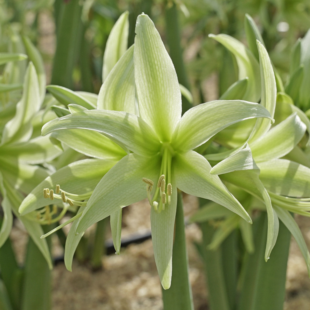 Amaryllis Evergreen