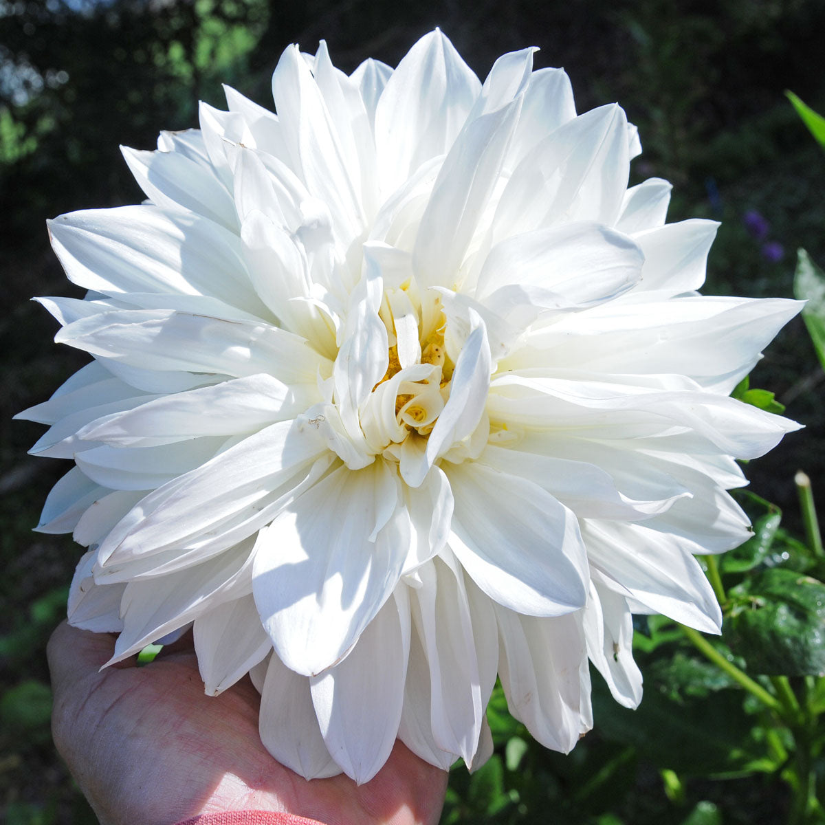 Dahlia White Perfection