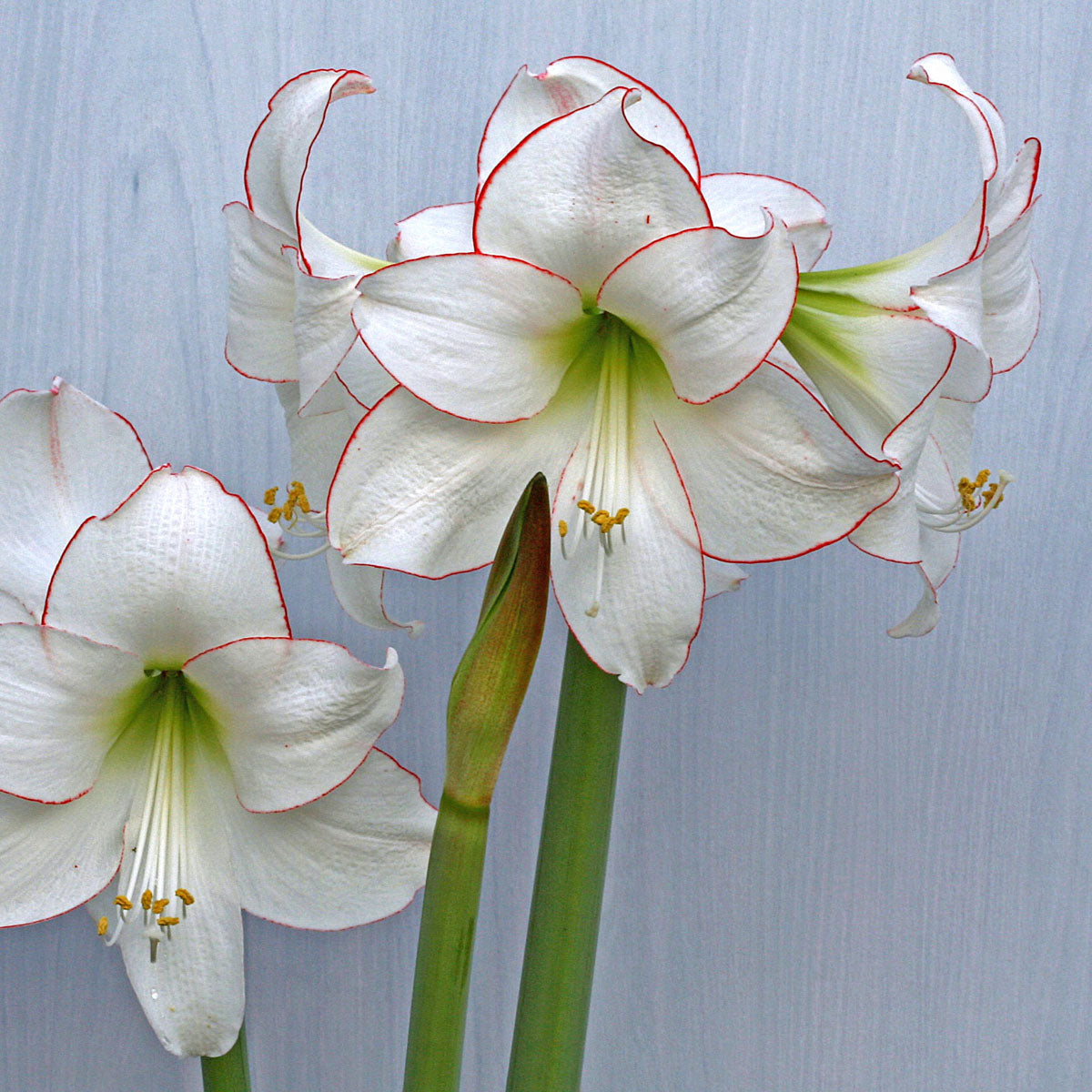 Amaryllis Picotee