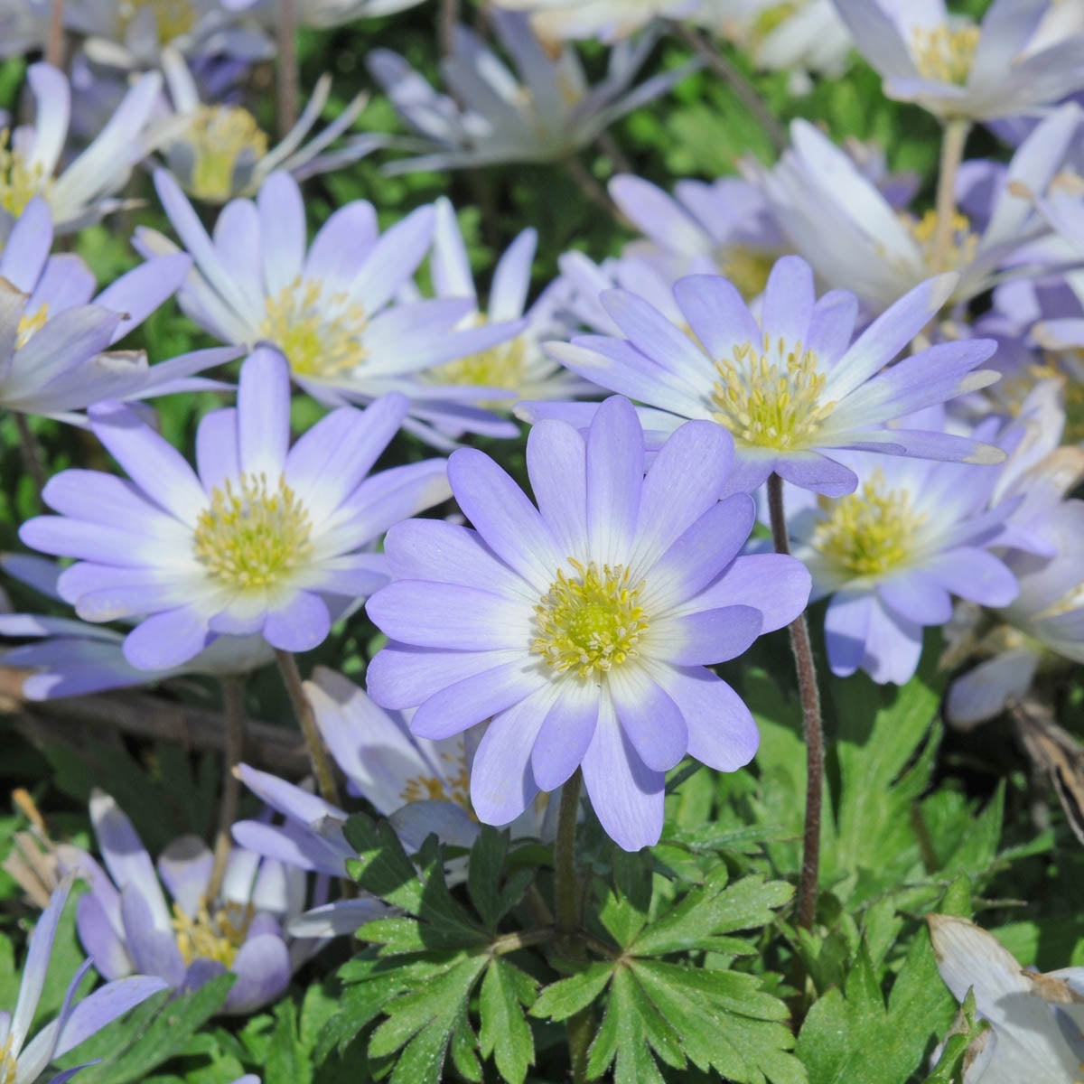 Anemone blanda Blue Splendour
