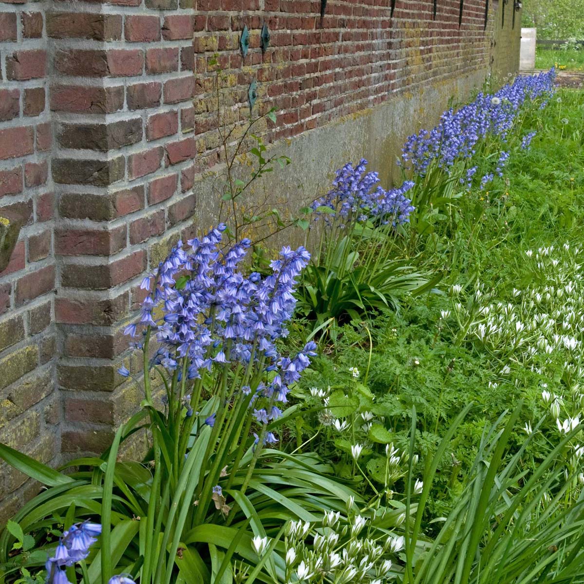 Hyacinthoides hispanica Excelsior