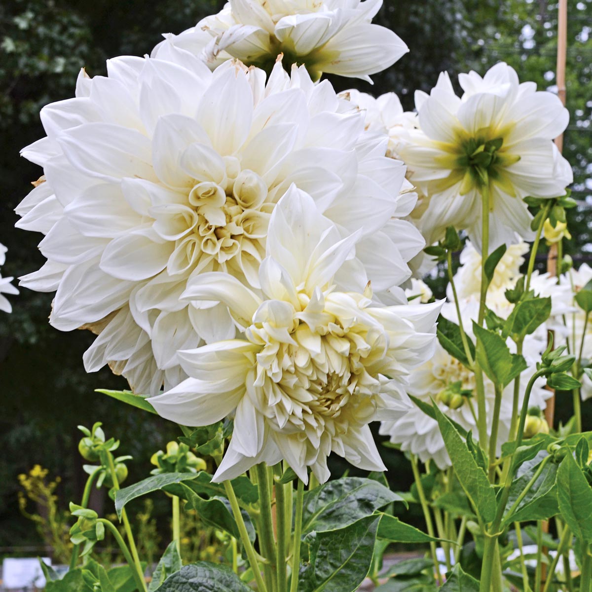 Dahlia White Perfection