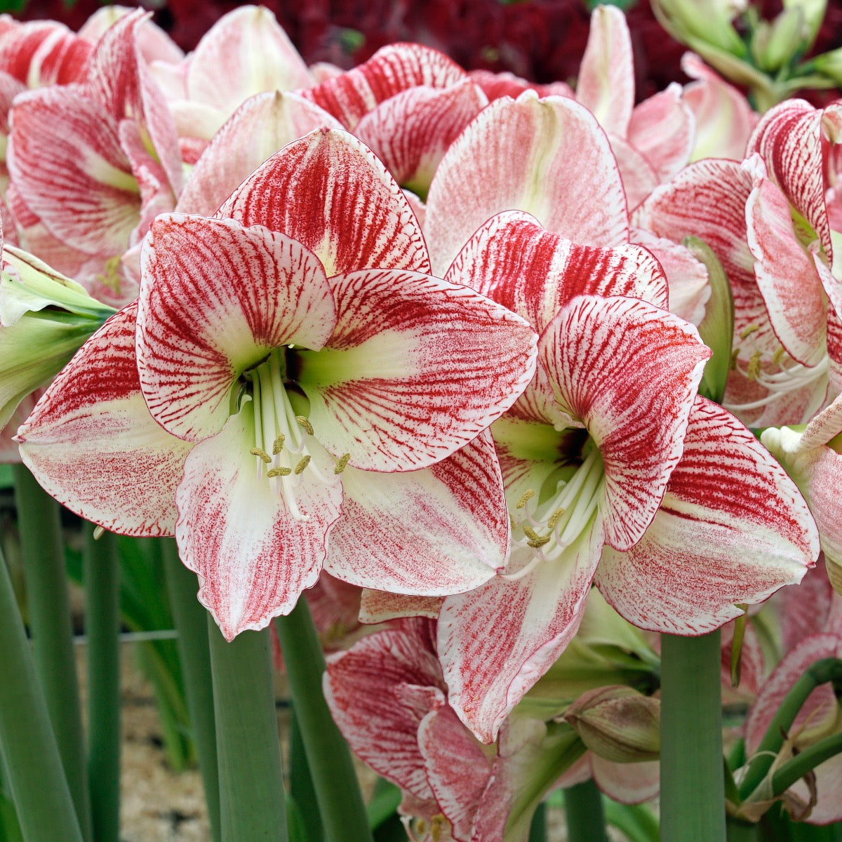 Amaryllis Spotted Cream