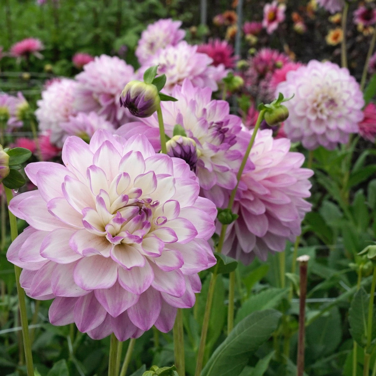 Dahlia Blue Wish