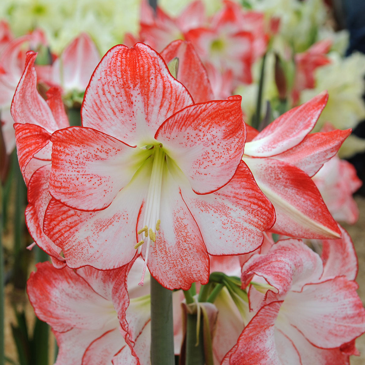 Amaryllis Spotlight