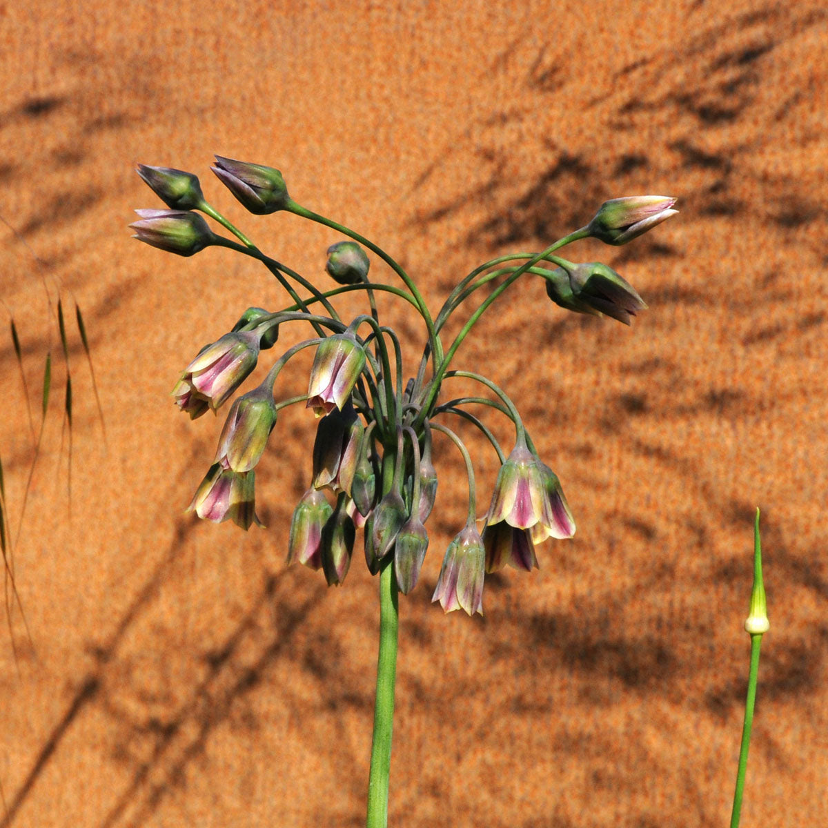 Allium siculum