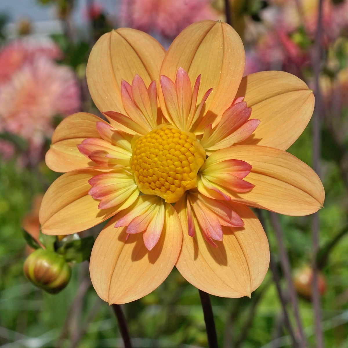 Dahlia Kelsey Annie Joy