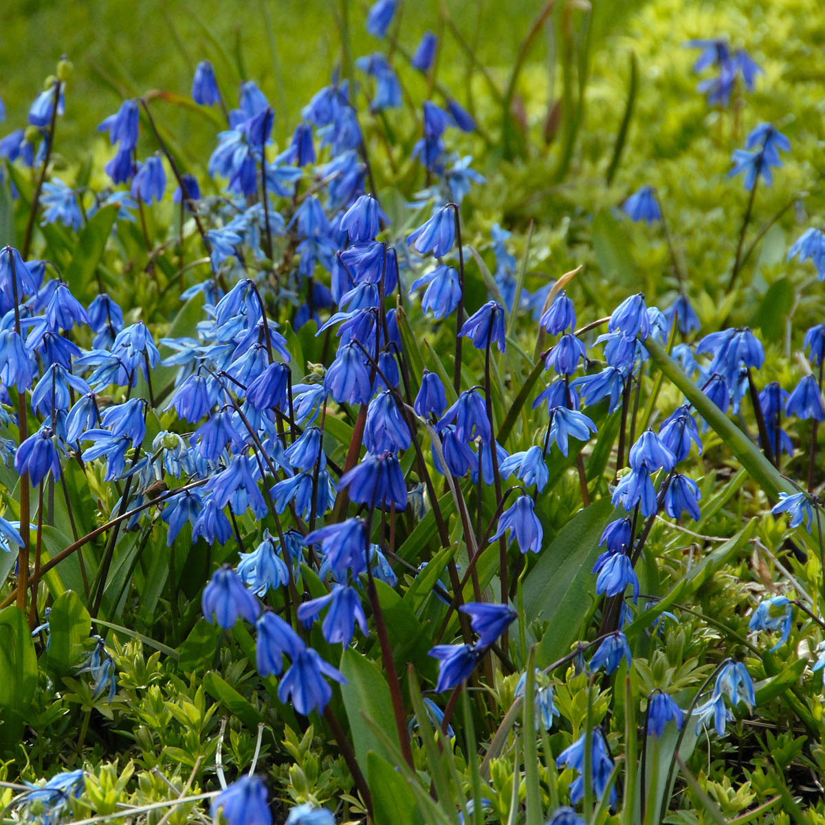 Scilla siberica