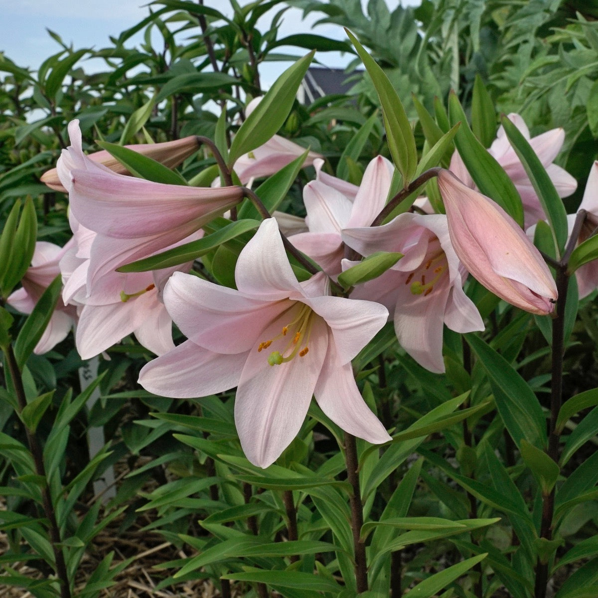 Lilium Magnifique