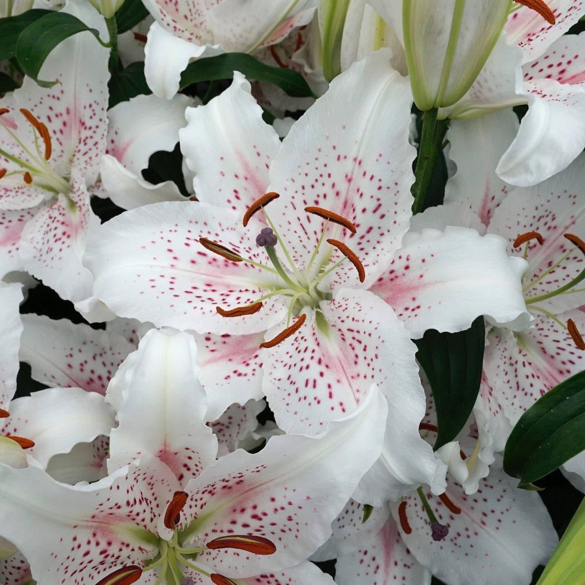 Lilium Muscadet