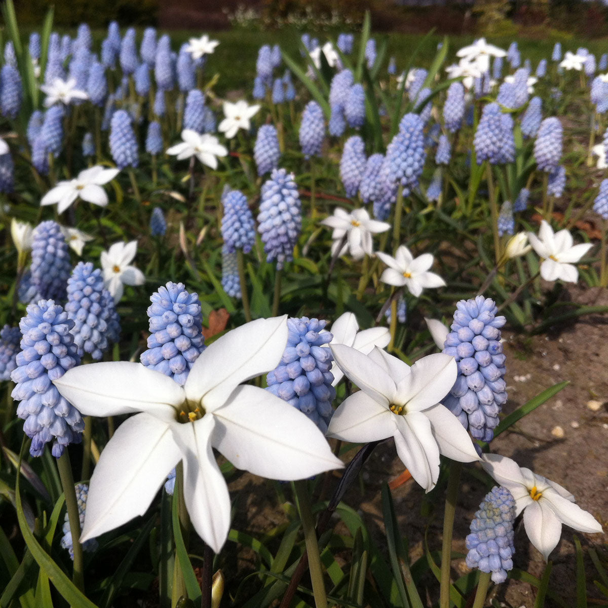 Muscari neglectum Baby's Breath