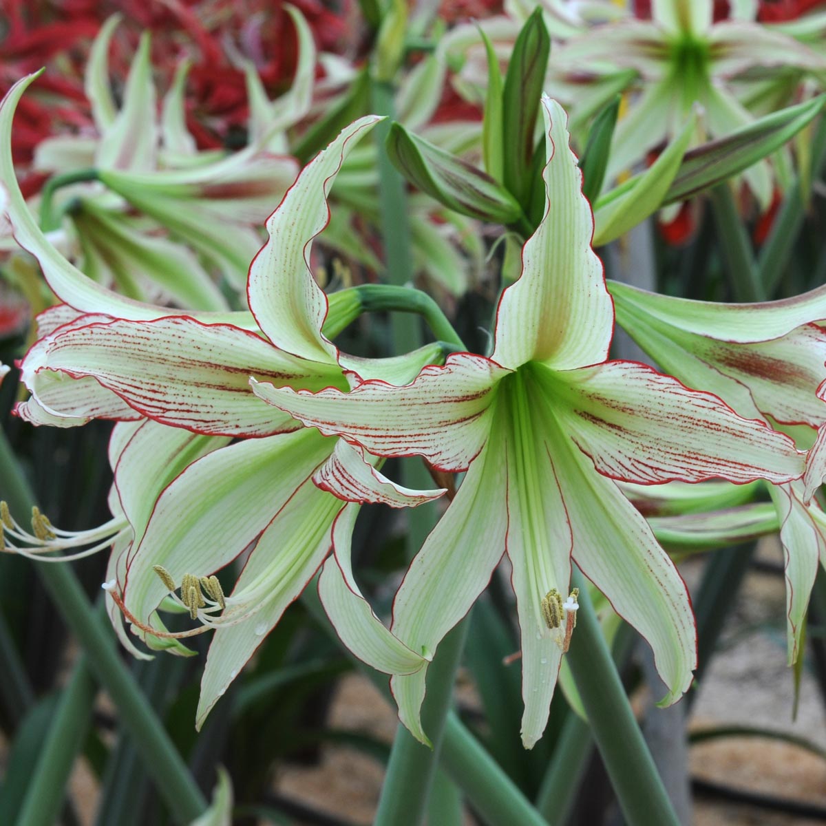 Amaryllis Emerald