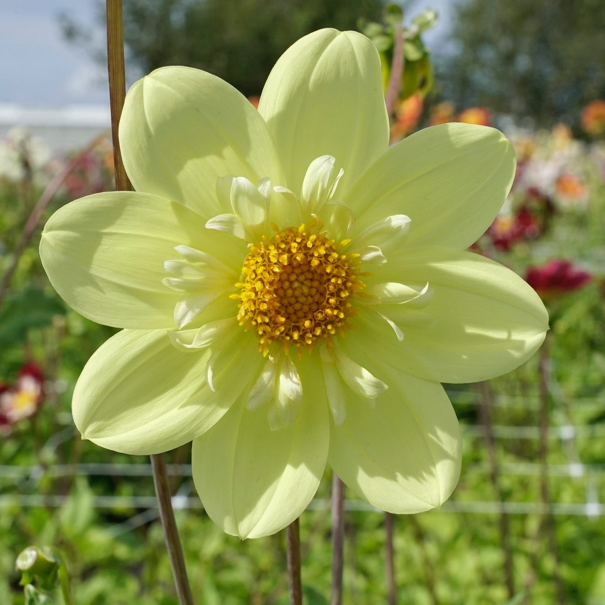 Dahlia Kelsey Sunshine