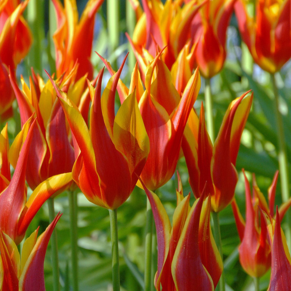 Fly Away - Tulips - Fluwel