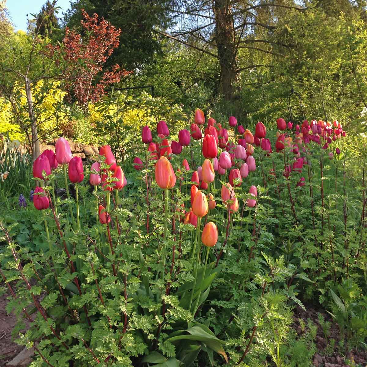 French Blend Rose™ - Mixes - Fluwel