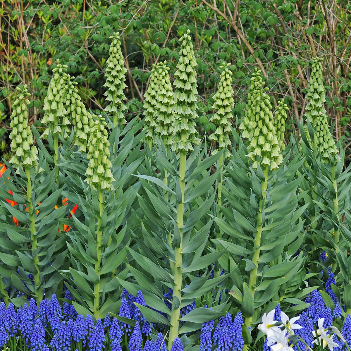 Fritillaria persica Ivory Bells - groene fritillaria - Fluwel