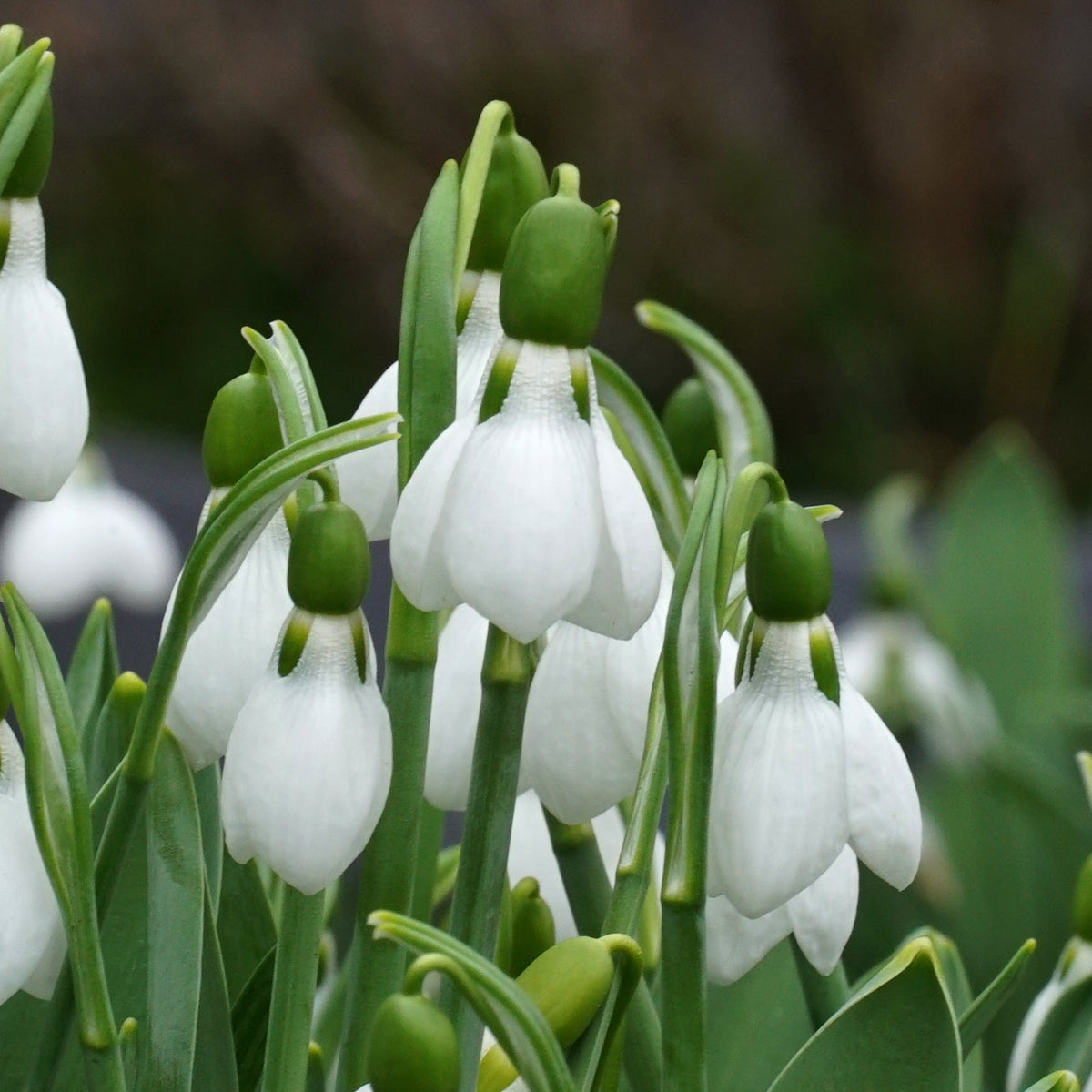 Galanthus Beluga - Spring specialty bulbs - Fluwel