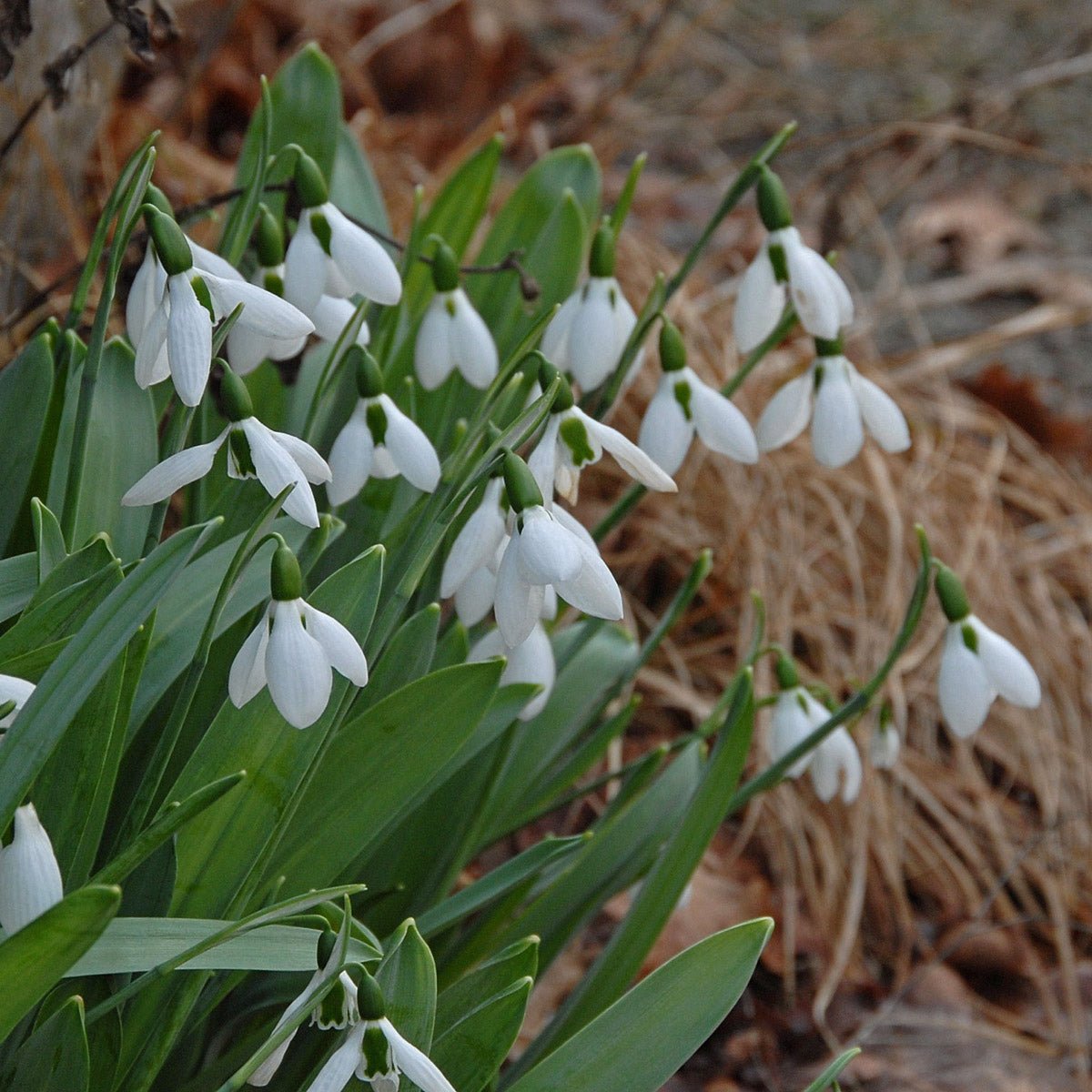 Galanthus elwesii - Spring specialty bulbs - Fluwel