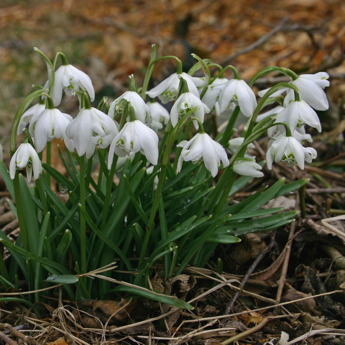Galanthus nivalis Flore Pleno - Spring specialty bulbs - Fluwel
