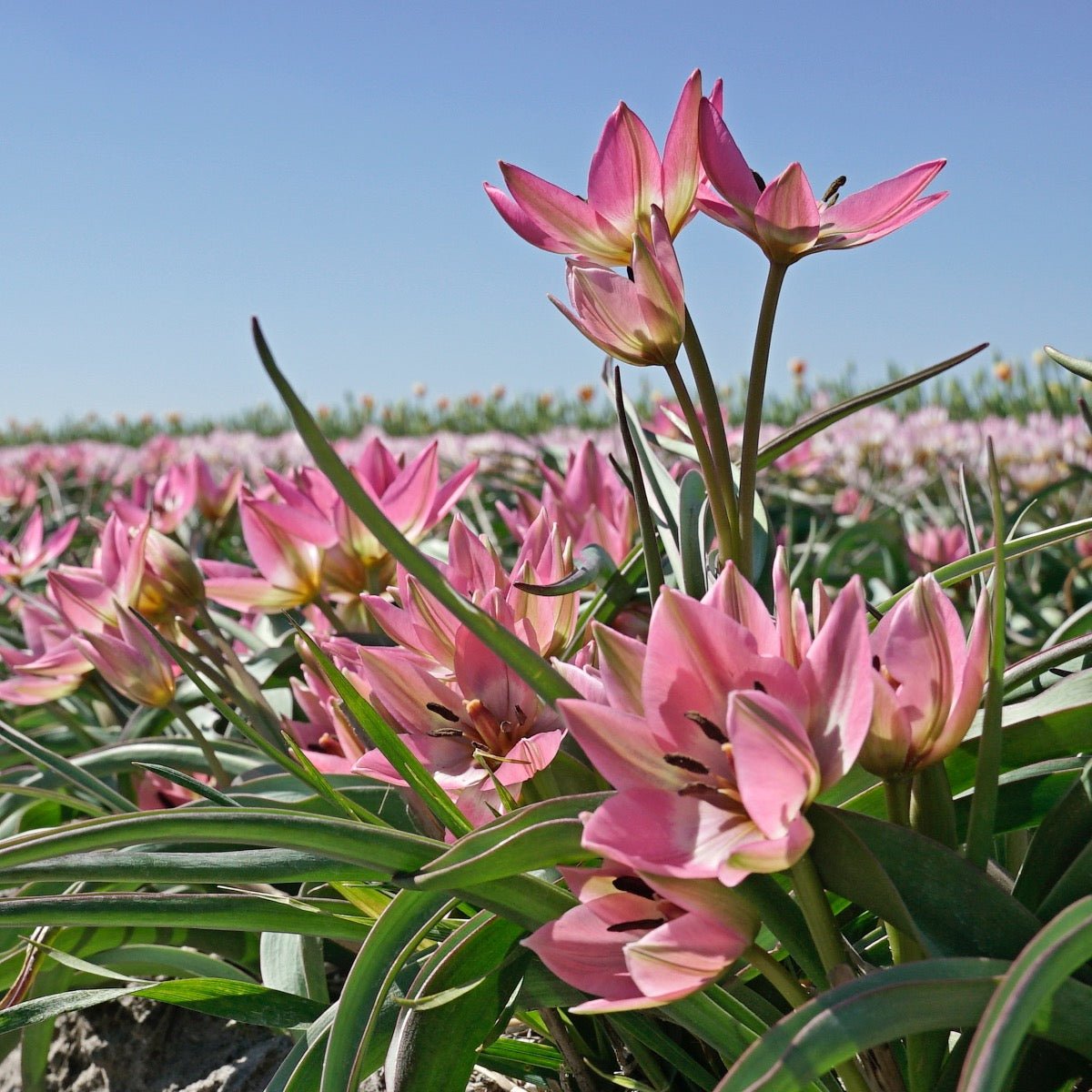 Garden of Clusius - Tulips - Fluwel