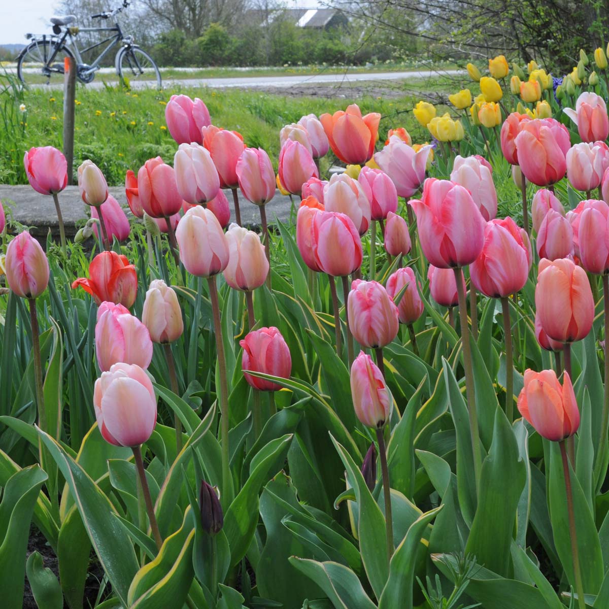 Gentle Giants® - Mixes - Fluwel