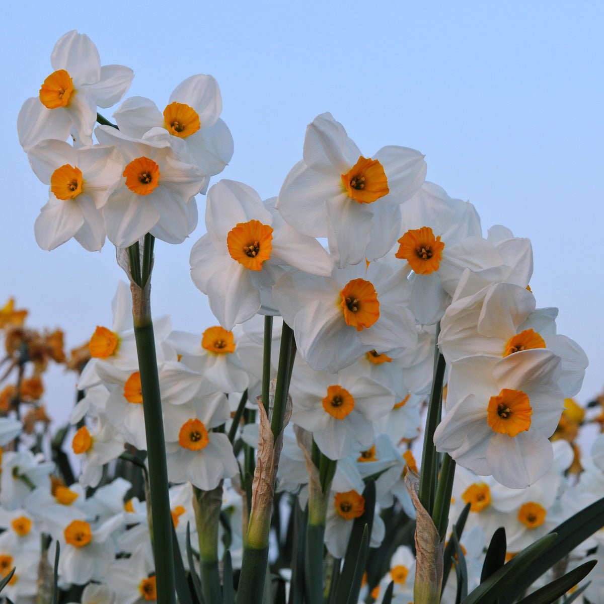 Geranium - meerkleurige Tazetta narcis - Fluwel