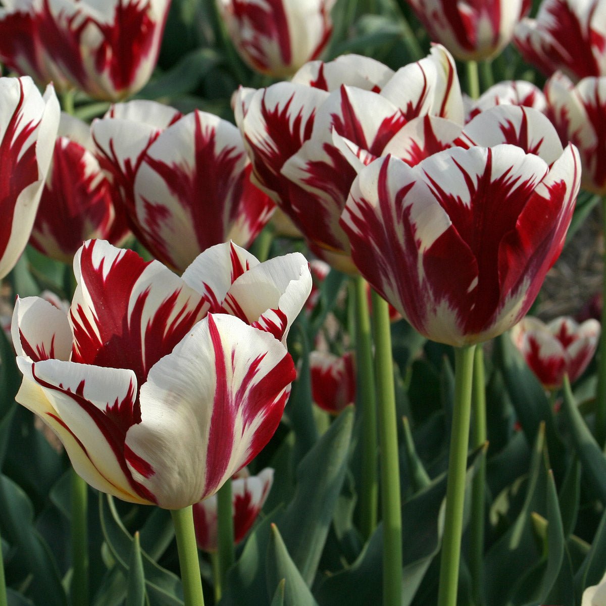 Grand Perfection - Tulips - Fluwel