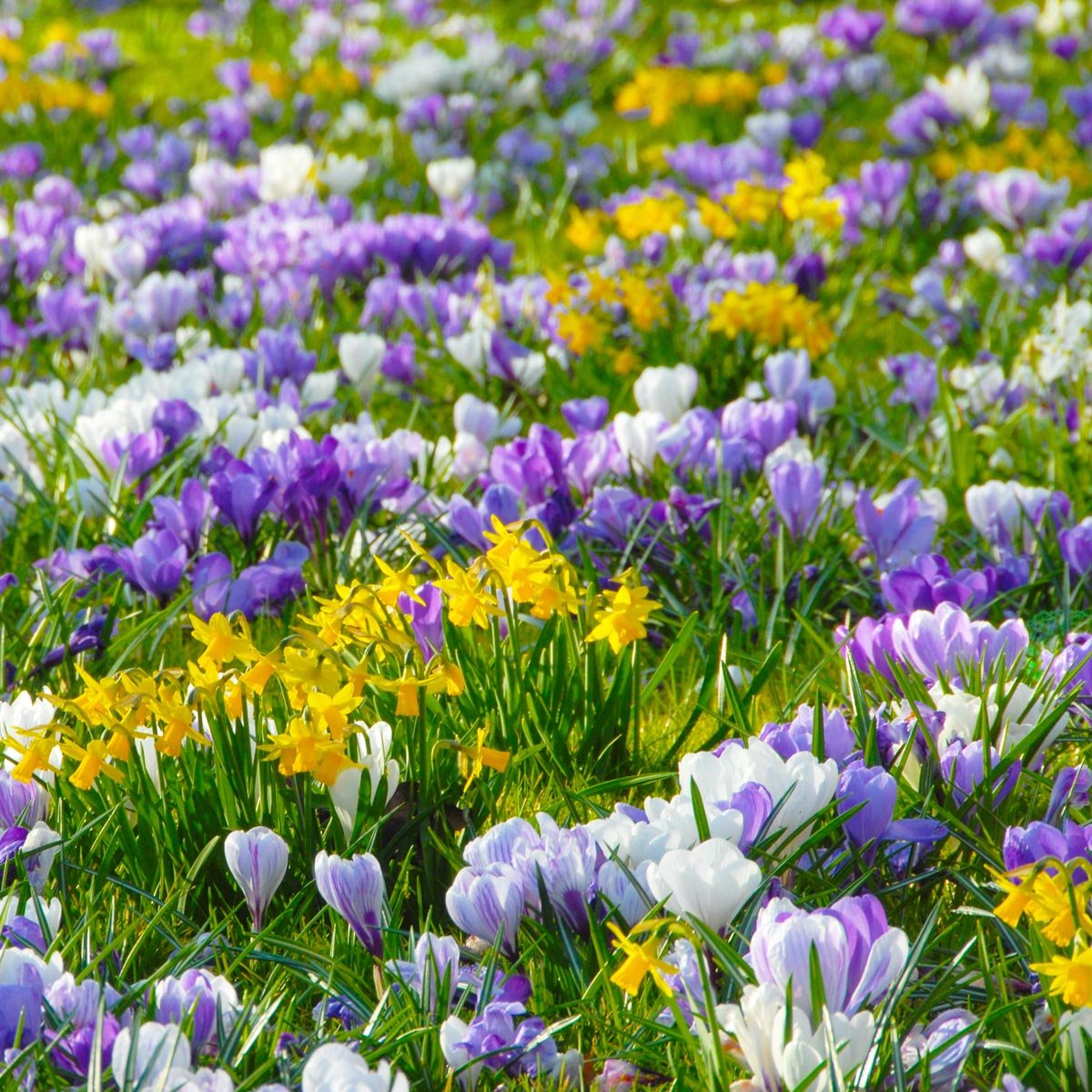 Hocus Crocus™ - Mixes - Fluwel