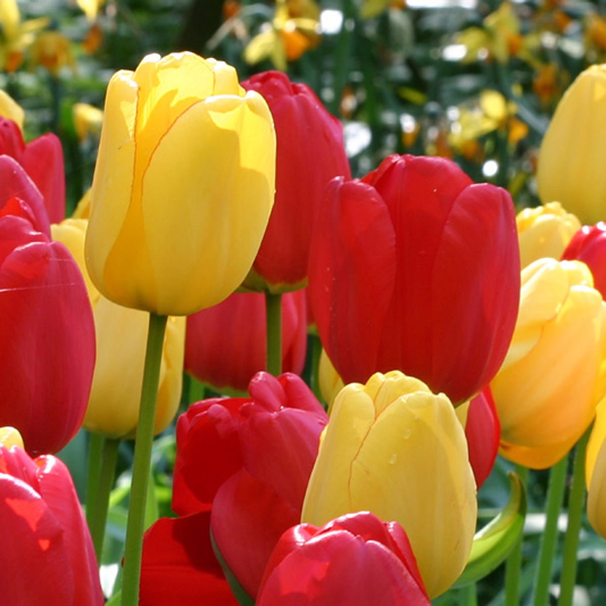 Hot Hot Hot® - Mixes - Fluwel