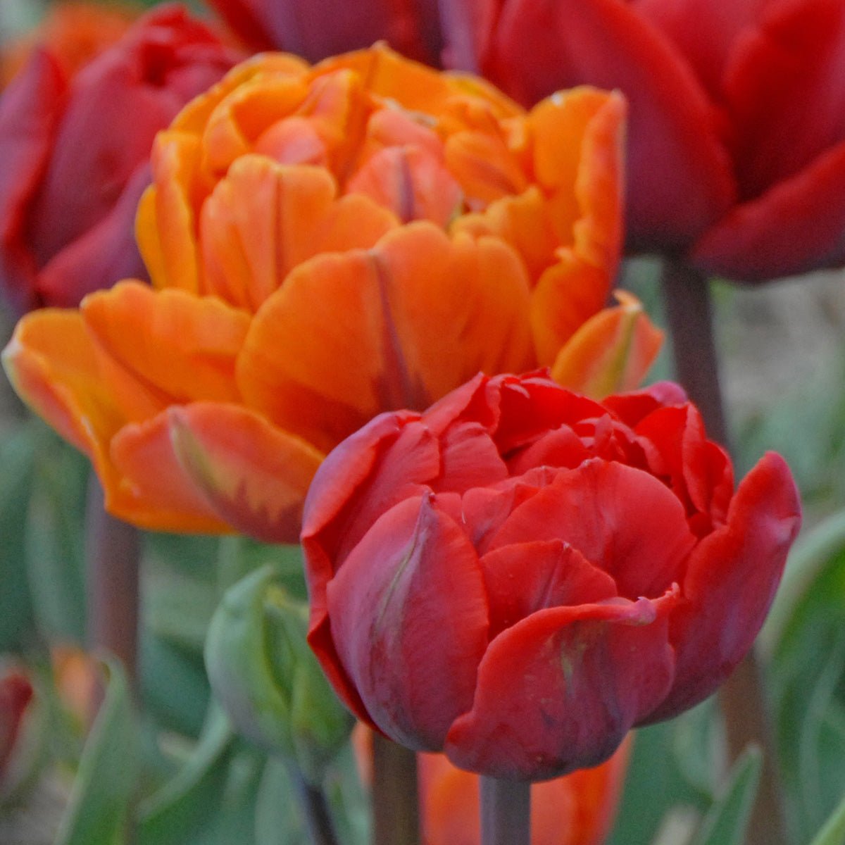 Hot Item - Mixes - Fluwel