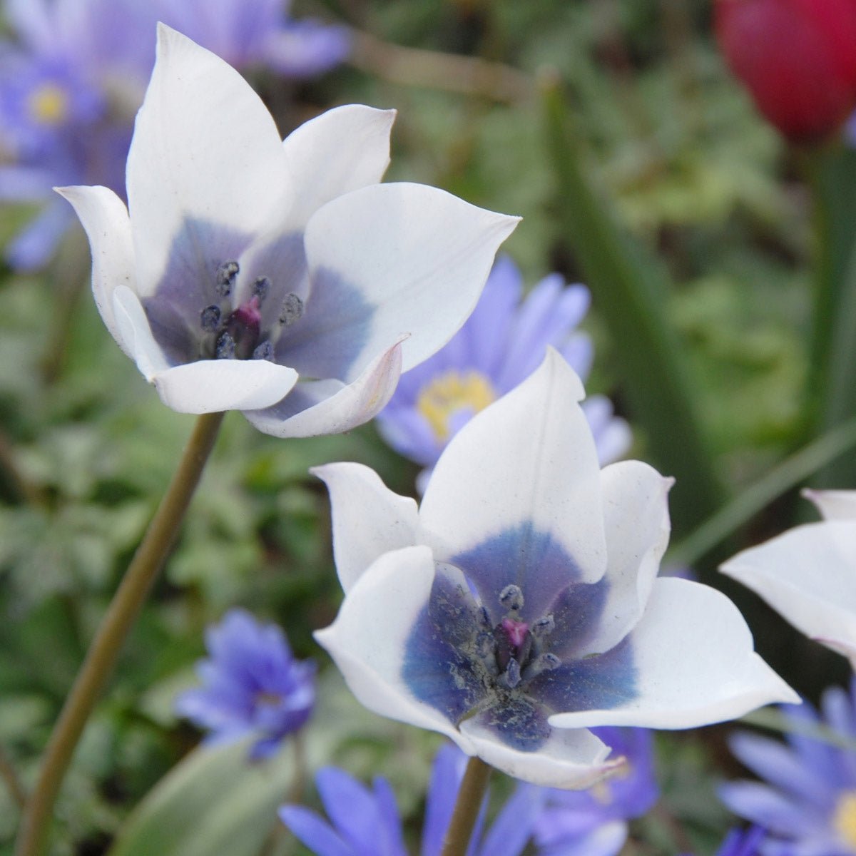 humilis Alba Coerulea Oculata - Tulips - Fluwel