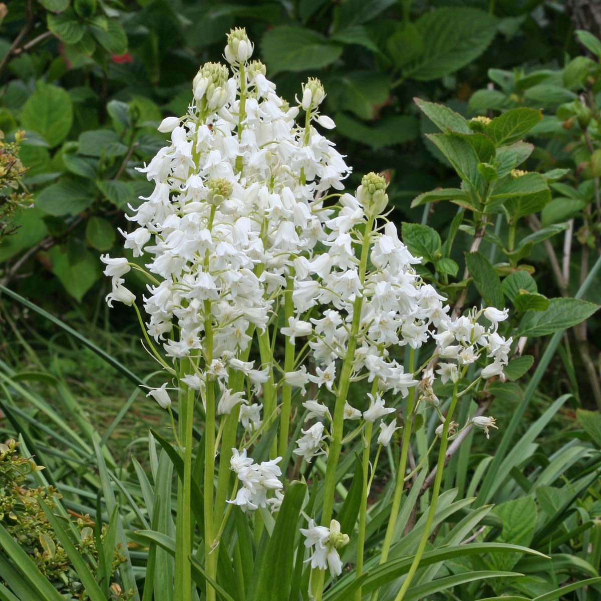 Hyacinthoides hispanica White City - Spring specialty bulbs - Fluwel