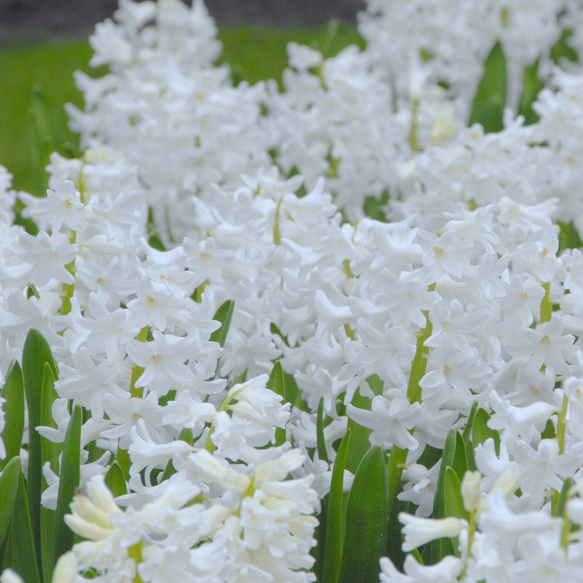 Hyacinthus Aiolos - witte hyacint - Fluwel