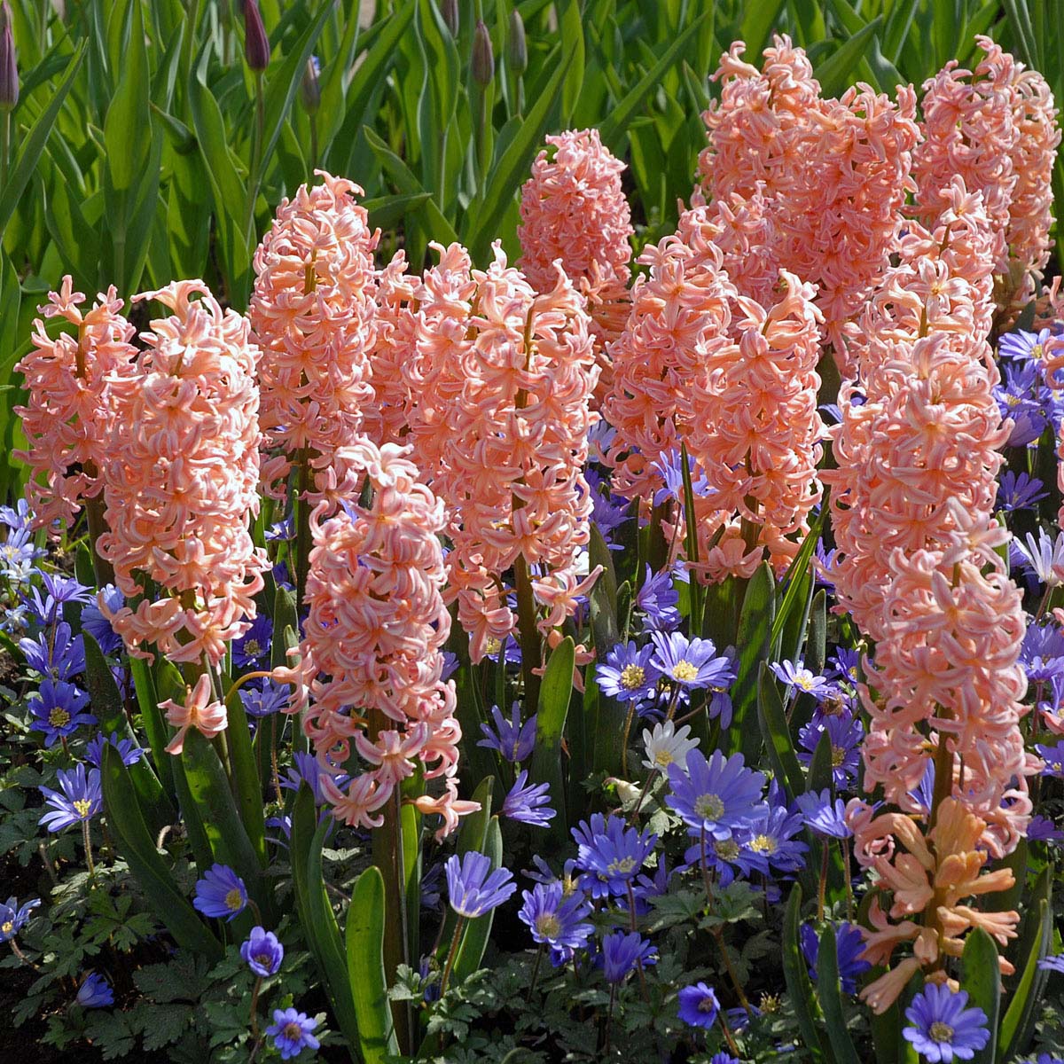 Hyacinthus Gipsy Queen - Hyacinths - Fluwel