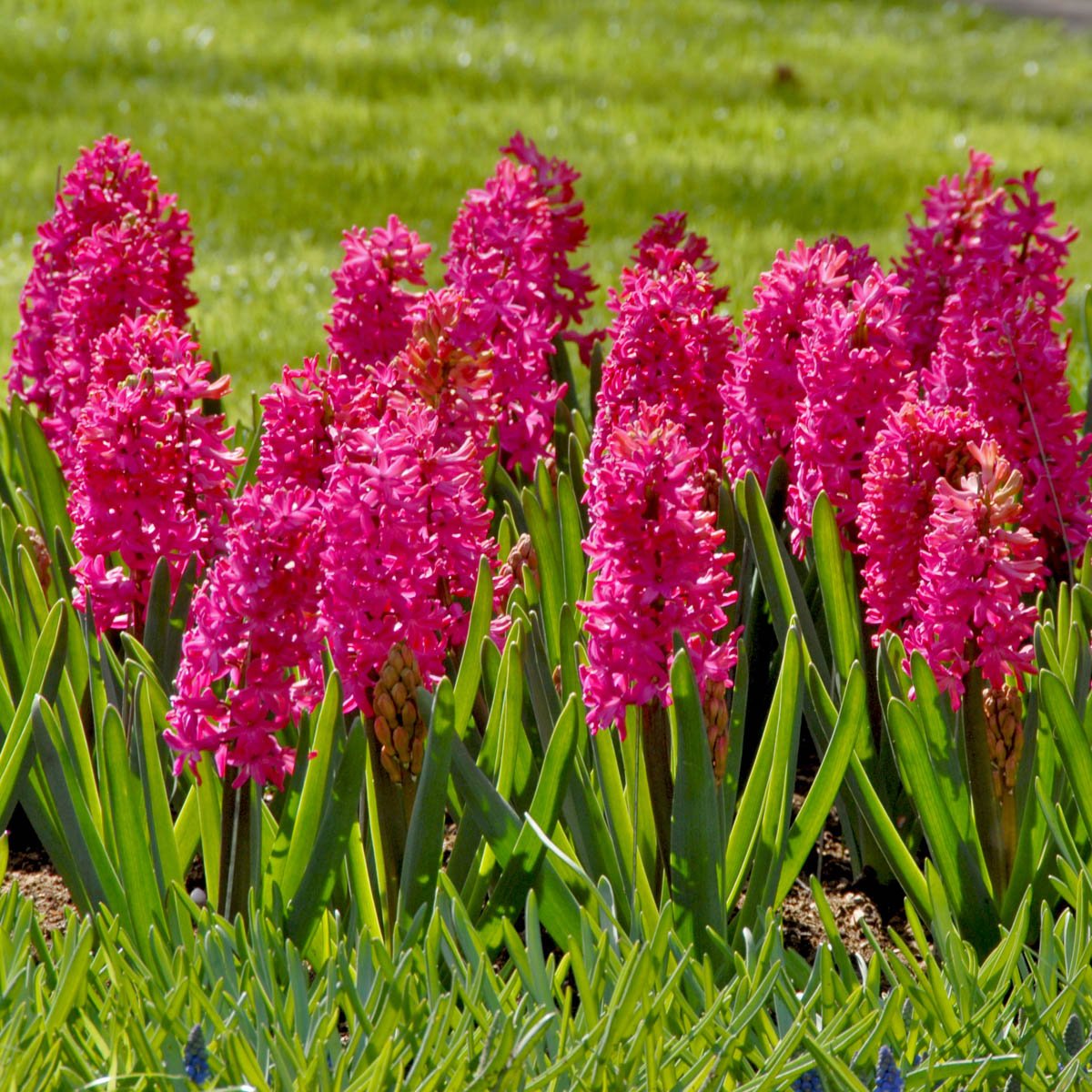 Hyacinthus Jan Bos - rode hyacint - Fluwel