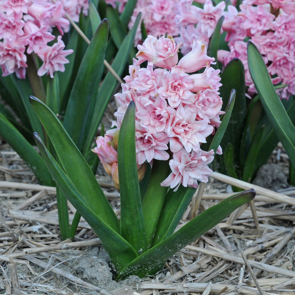 Hyacinthus Spring Beauty - Hyacinths - Fluwel