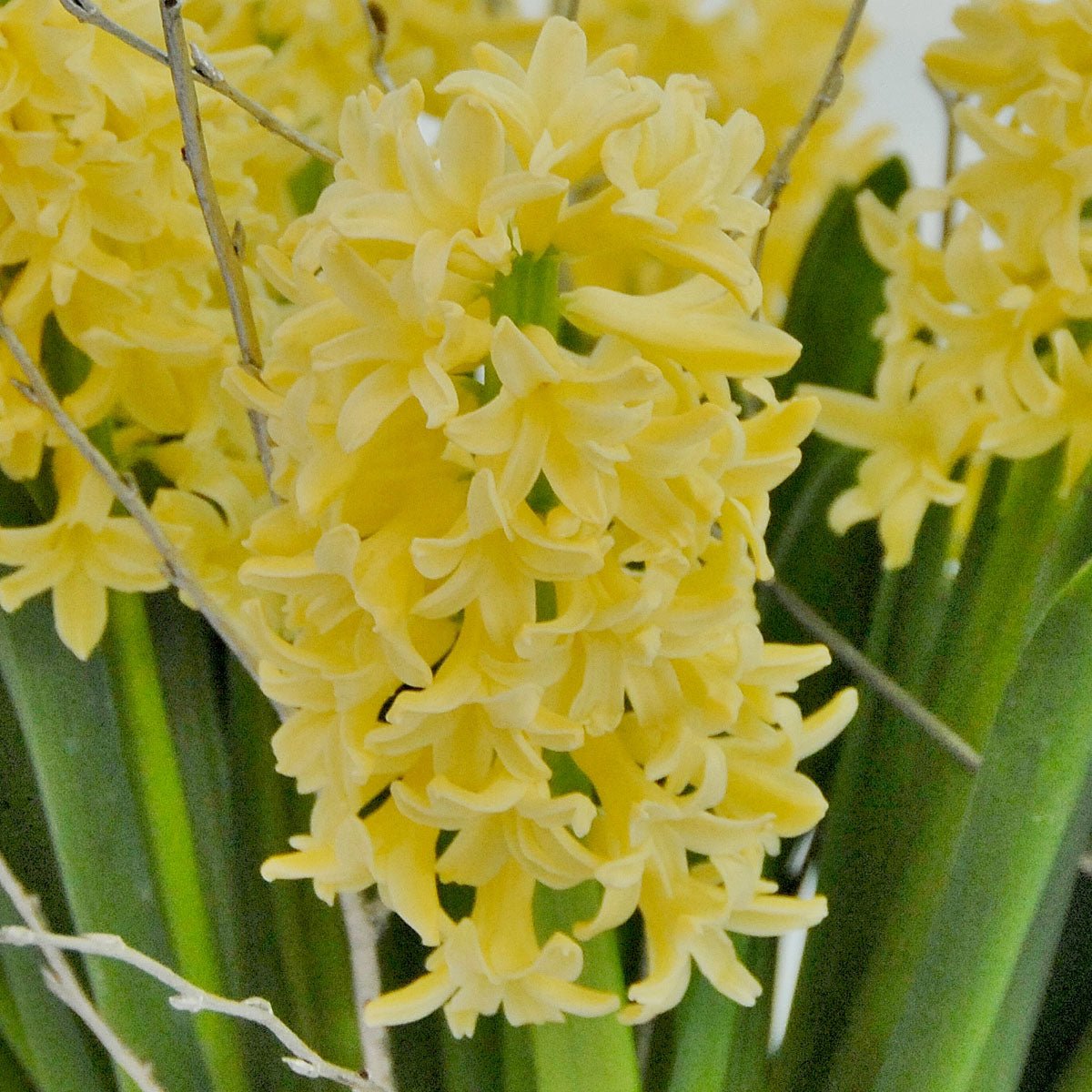 Hyacinthus Yellowstone - Hyacinths - Fluwel