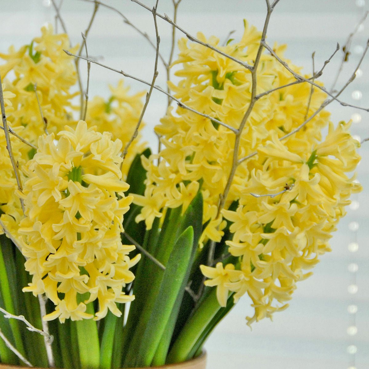 Hyacinthus Yellowstone - gele hyacint - Fluwel
