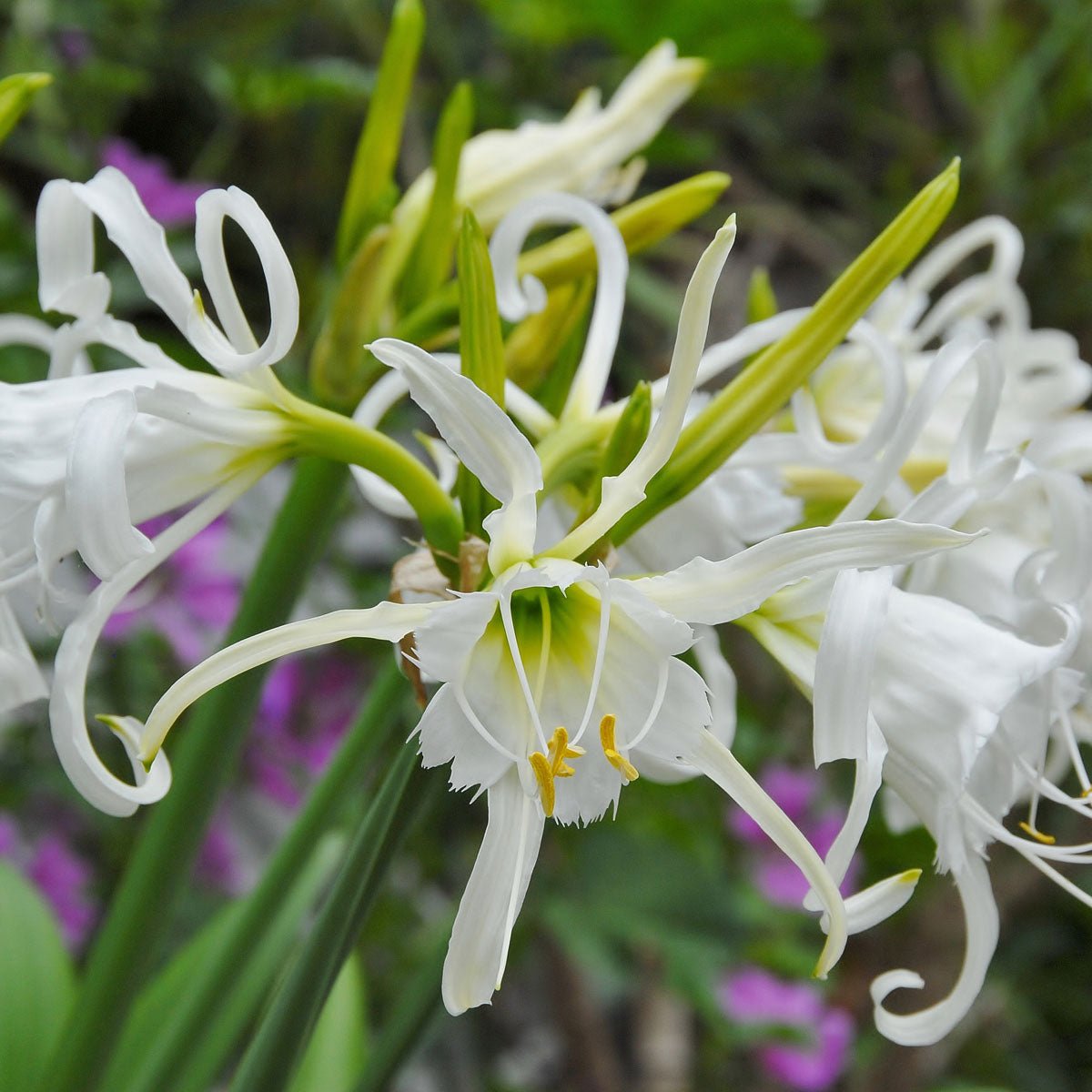 Hymenocallis festalis Zwanenburg - Summer special bulbs - Fluwel