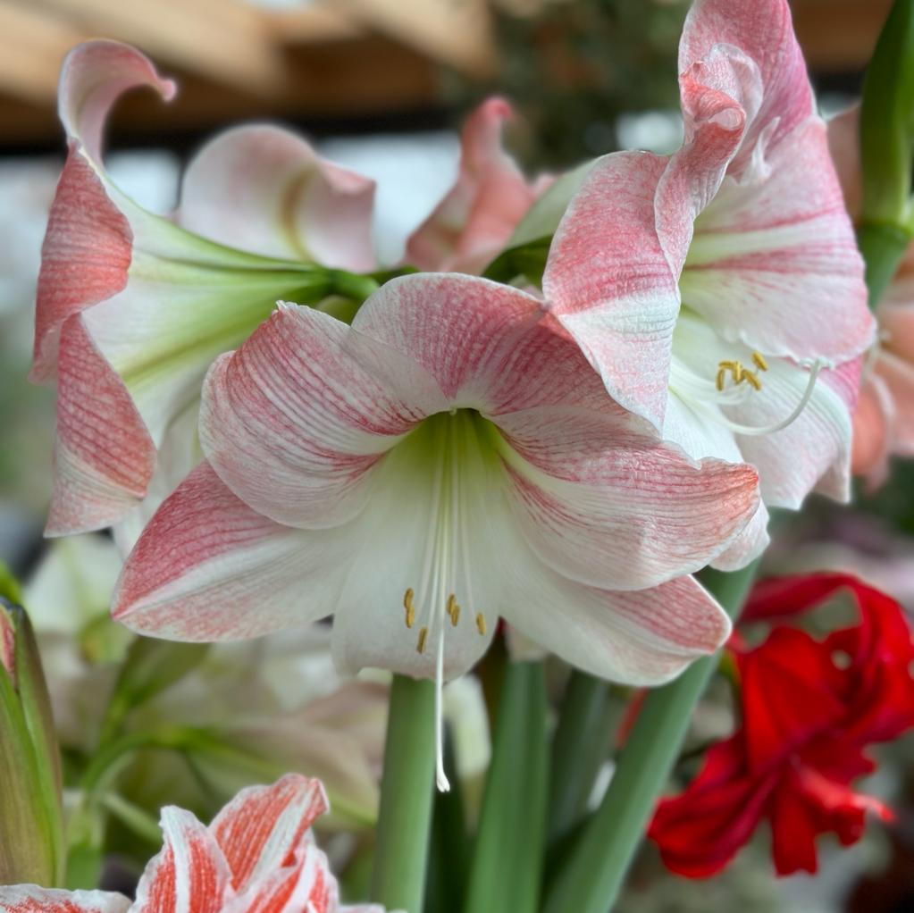 Amaryllis Apple Blossom