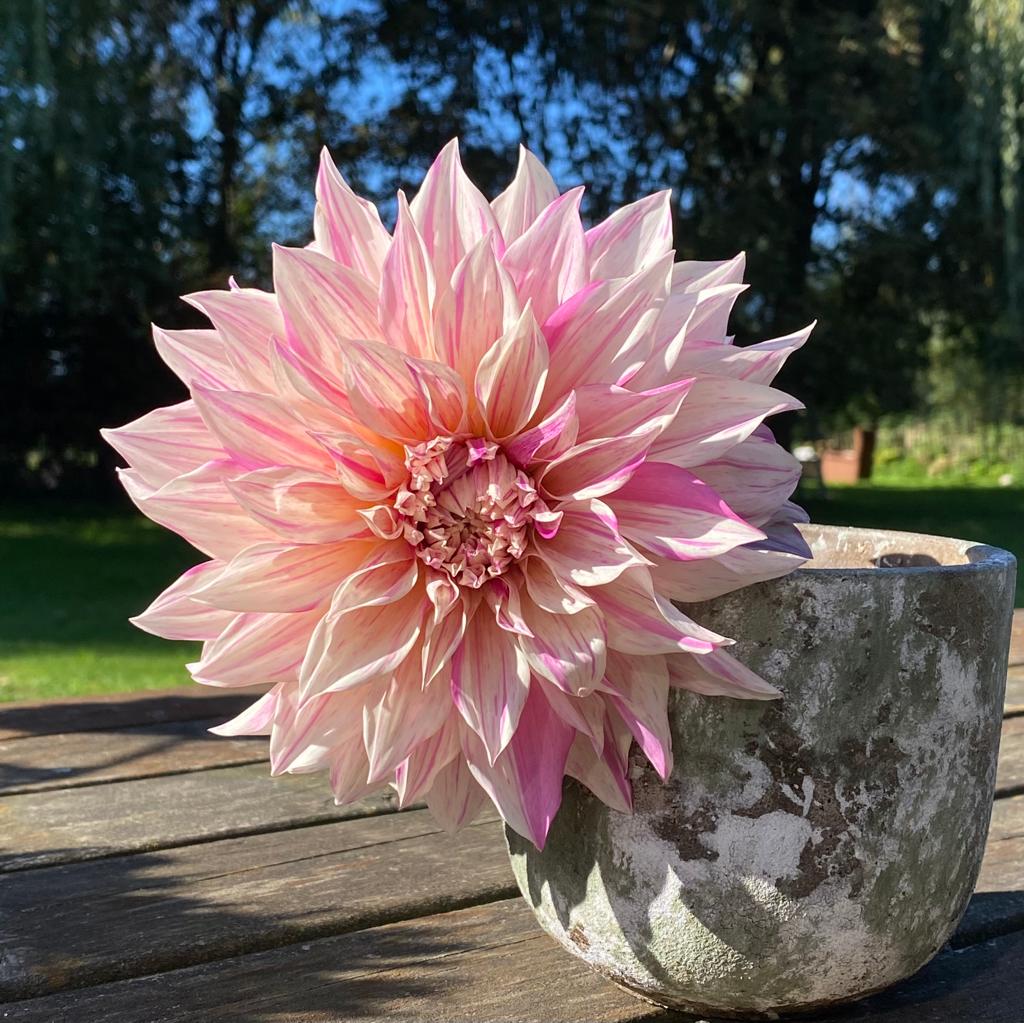 Dahlia Café au Lait Twist