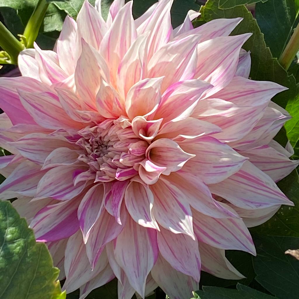 Dahlia Café au Lait Twist