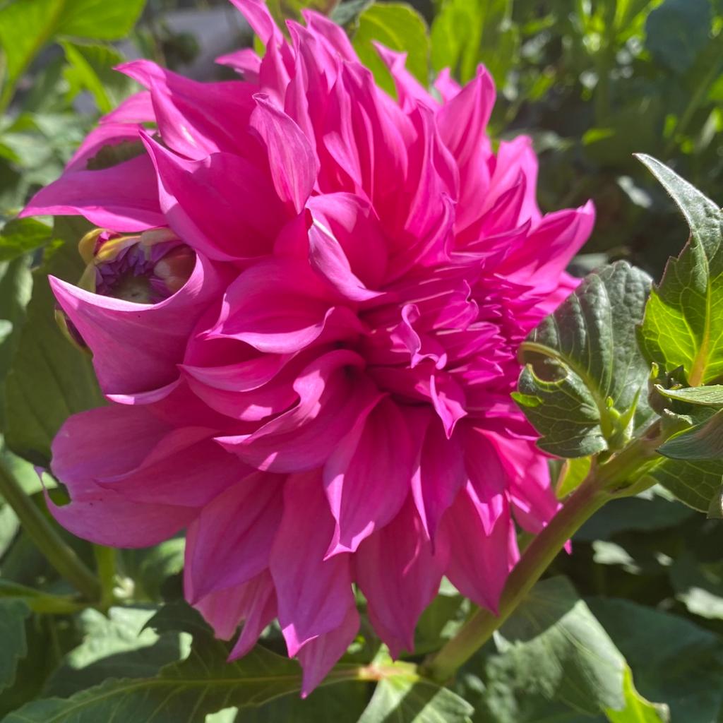 Dahlia Café au Laît Rose