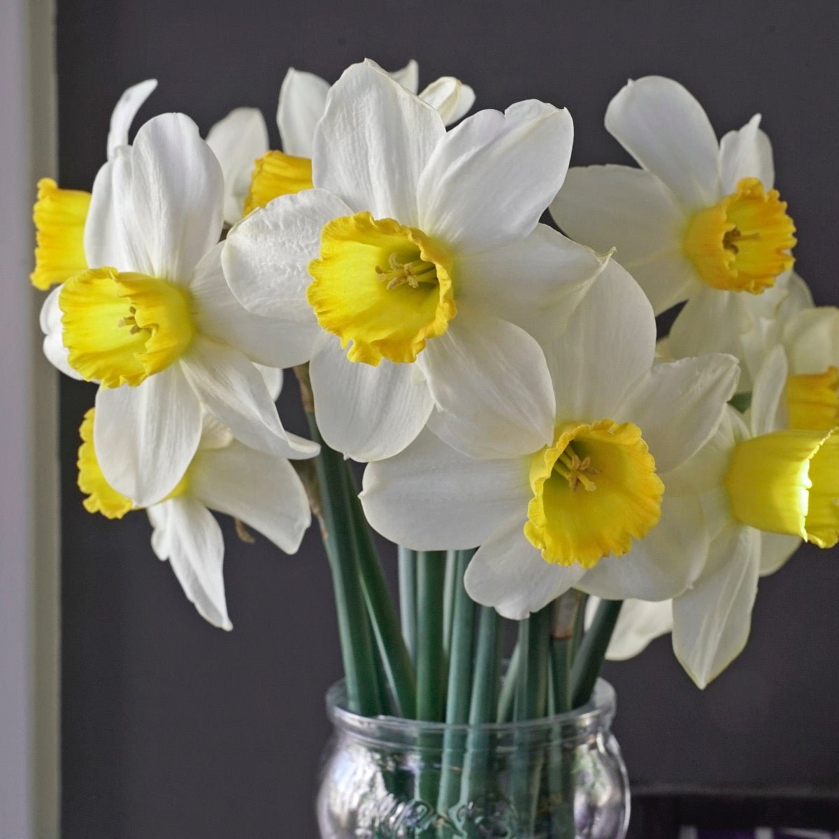 Jack Sparrow - Narcissus - Fluwel