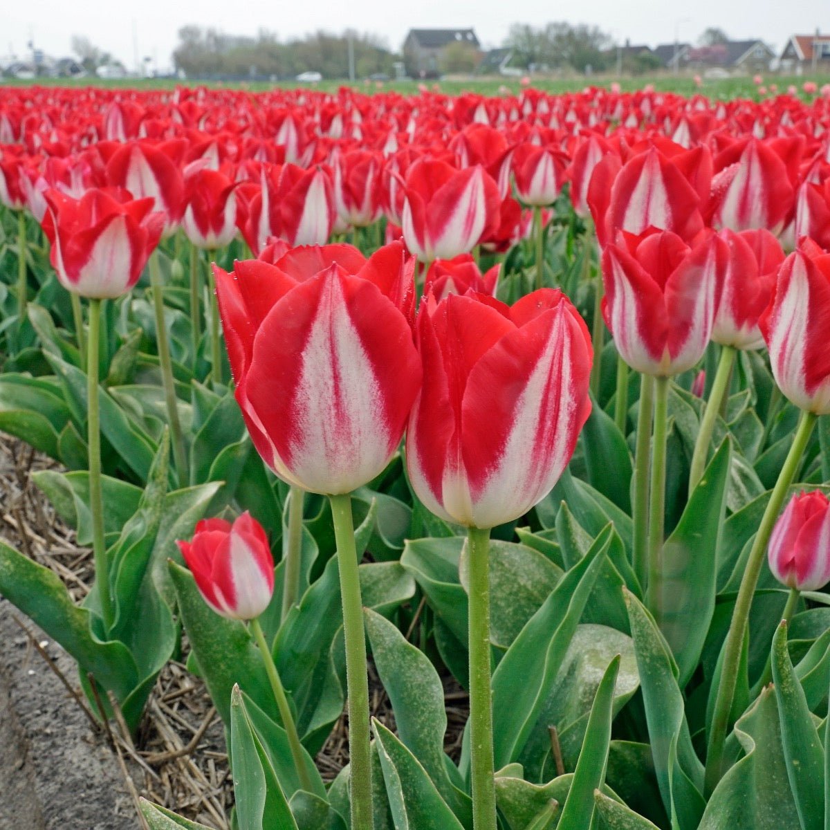 Kissable - Tulips - Fluwel