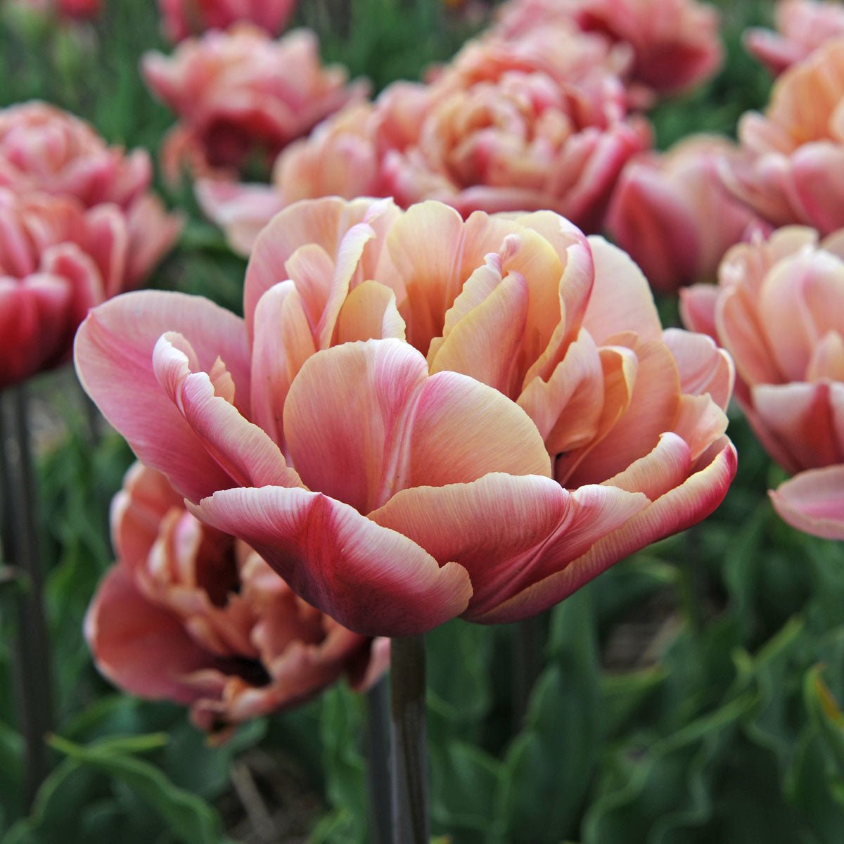 La Belle Epoque - Tulips - Fluwel