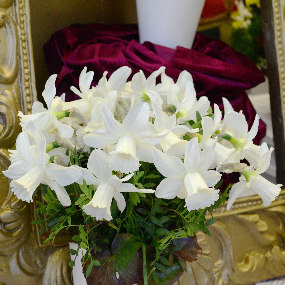 Lady Madonna - Narcissus - Fluwel
