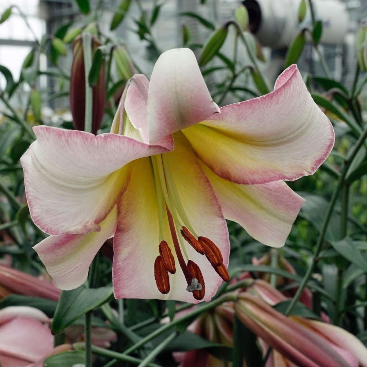 Lilium Beijing Moon - Lilies - Fluwel