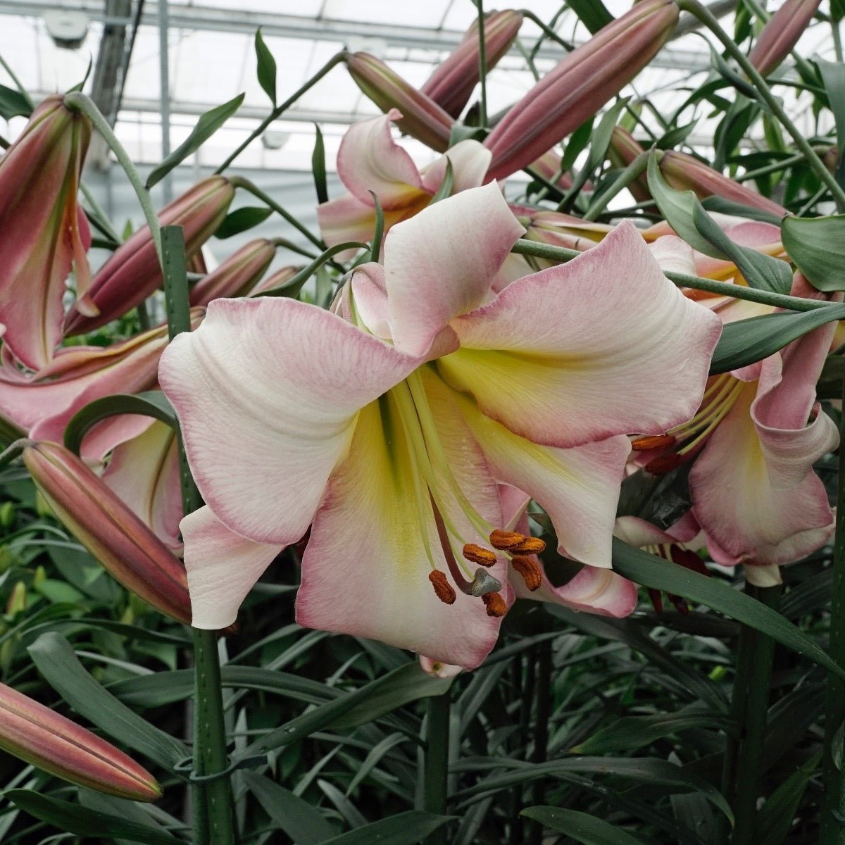 Lilium Beijing Moon - Lilies - Fluwel